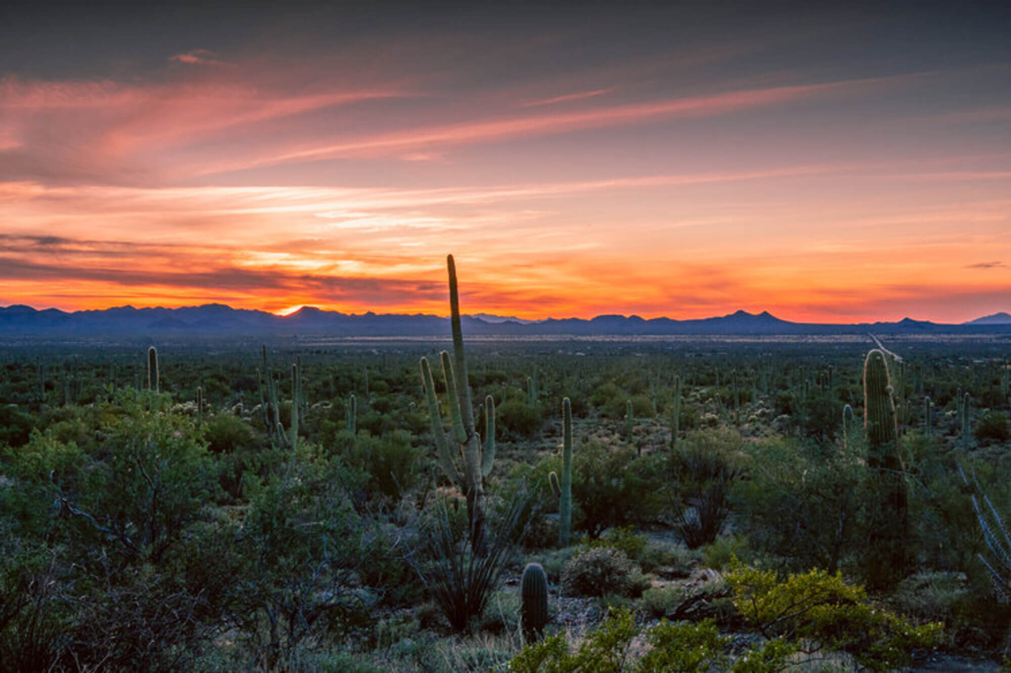 Saguaro National Park Photography
