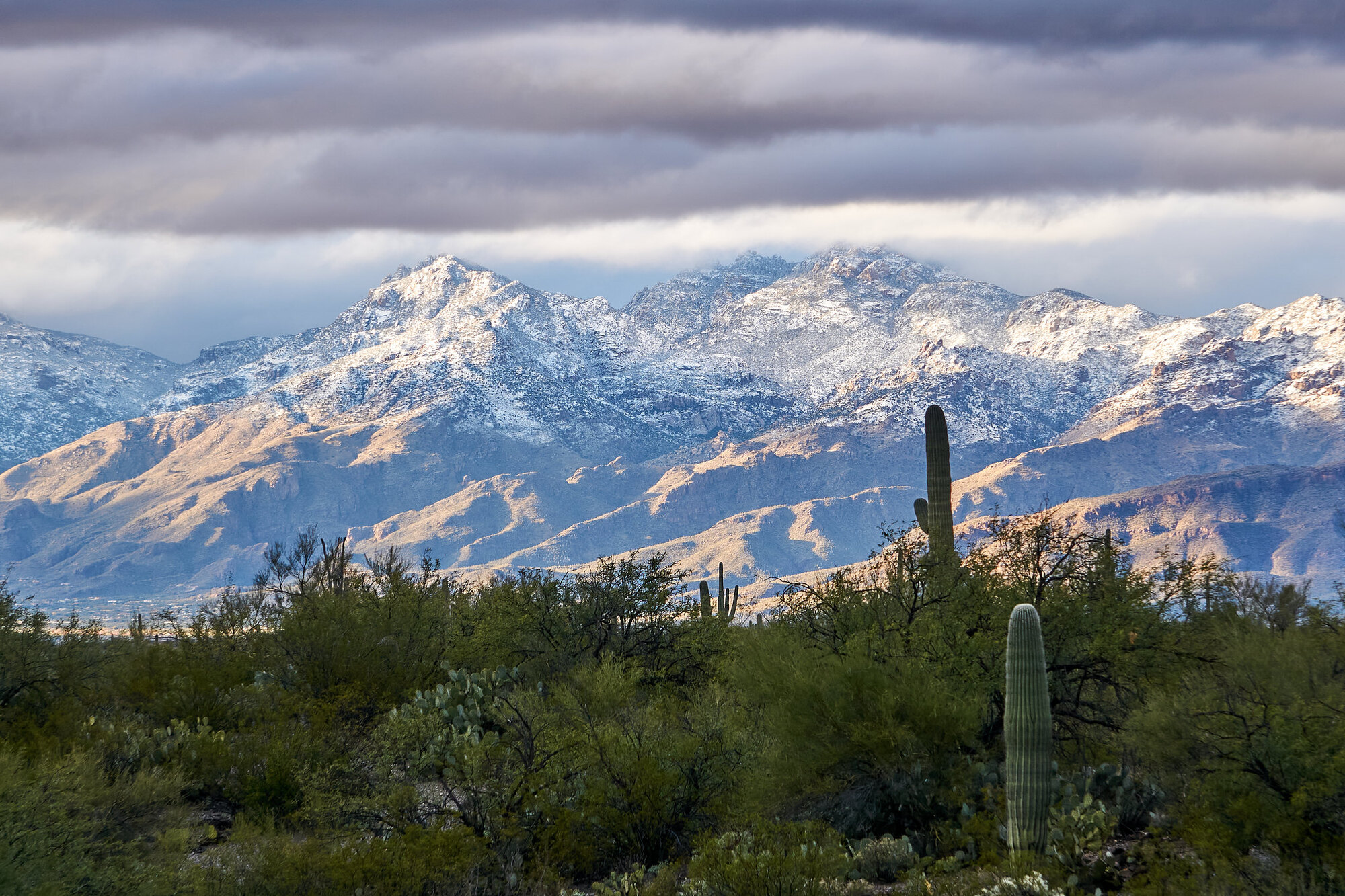 Saguaro National Park