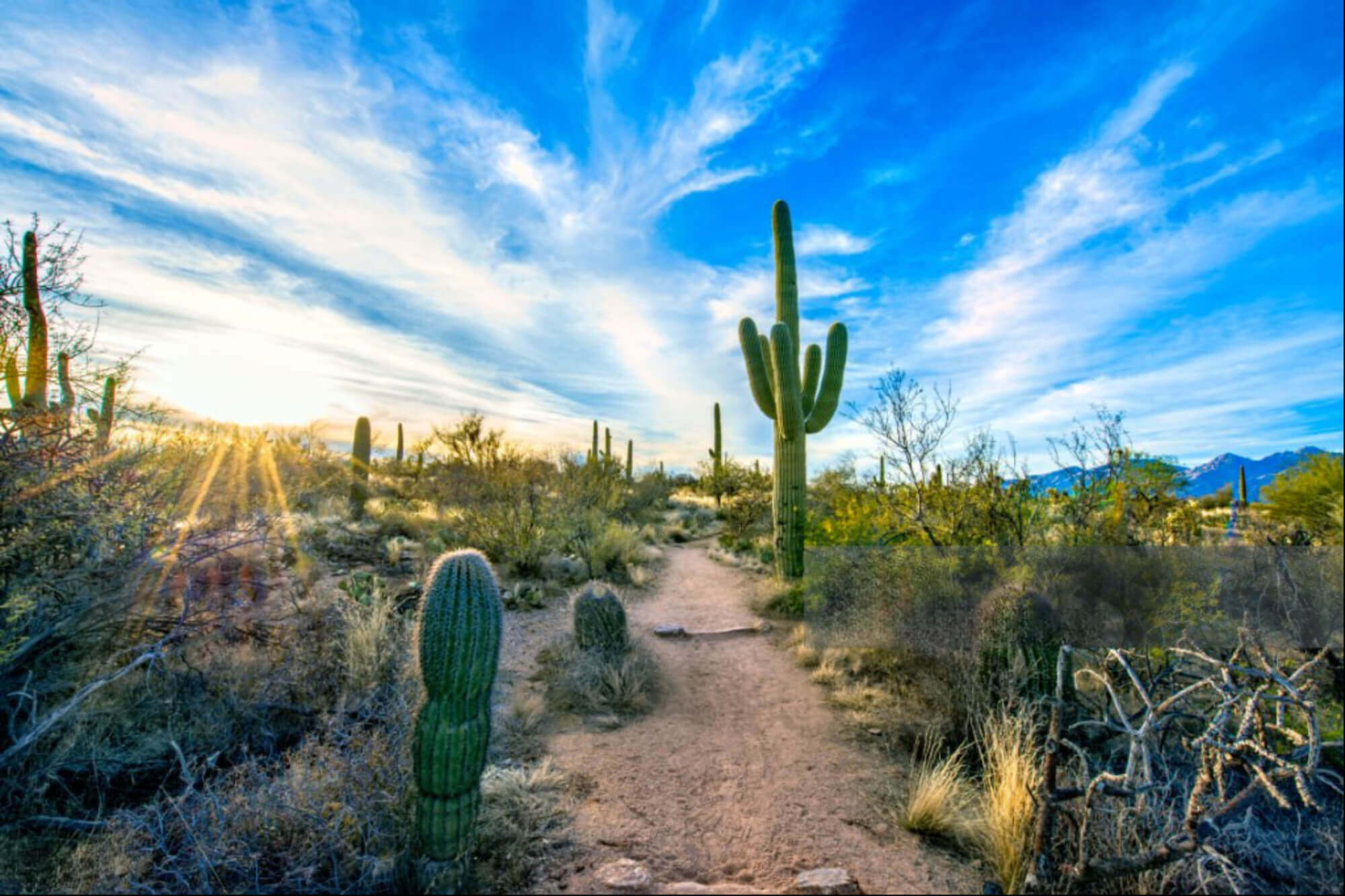 What to do in Saguaro National Park with Kids